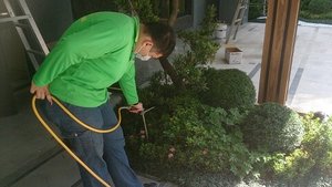 花園除蟲工程 (12)
